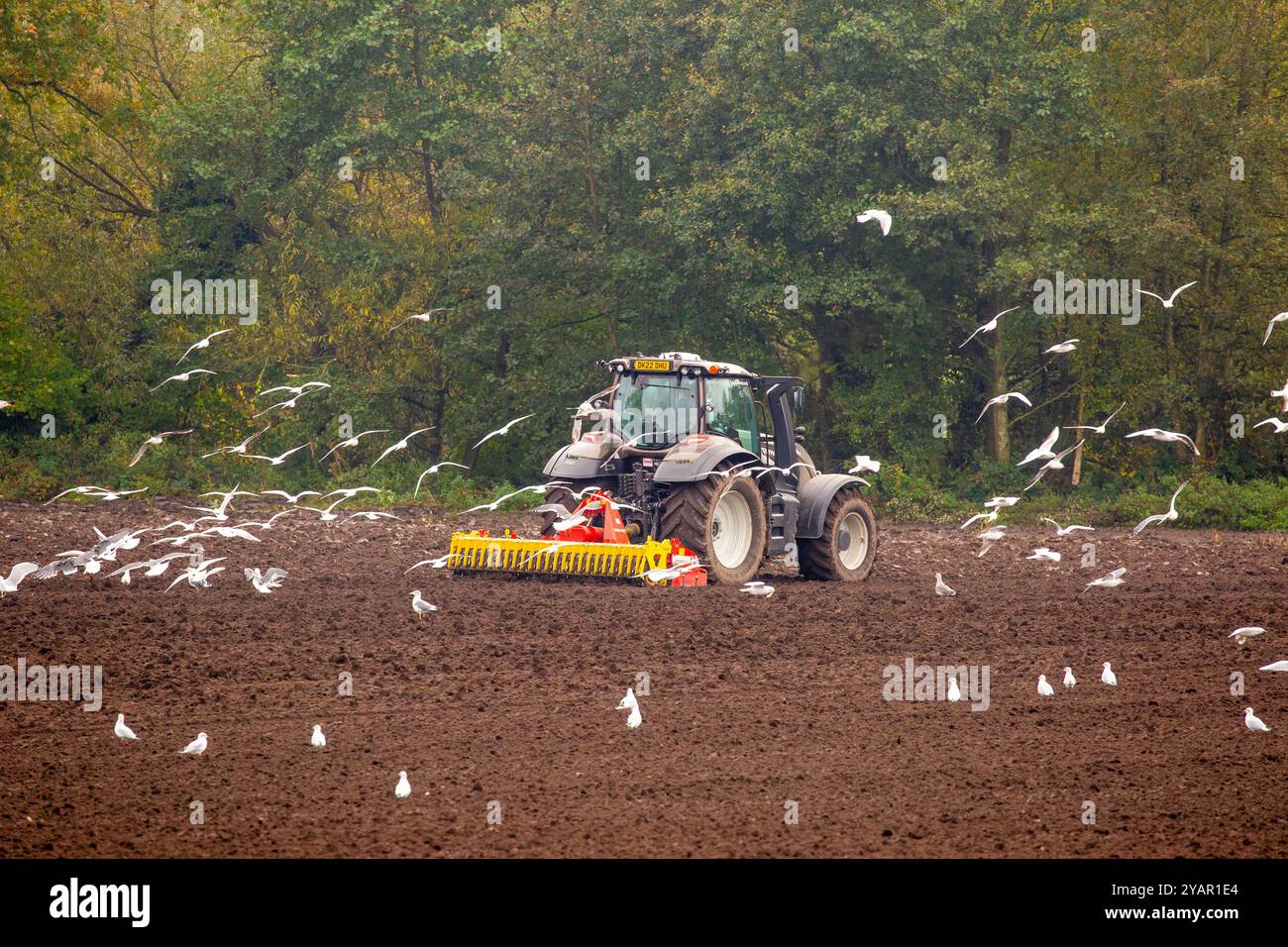 Tracteur et fermier à disque hersant un champ agricole après labourage prêt pour les semences à semer, suivi par un troupeau de mouettes, Sandbach Angleterre Royaume-Uni Banque D'Images