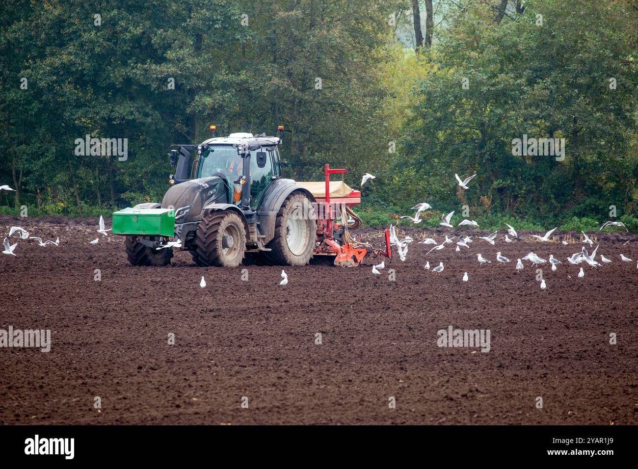 Tracteur et agriculteur semant des graines avec un semoir dans un champ après labourage prêt pour les graines à semer, suivi par un troupeau de mouettes, Sandbach Banque D'Images