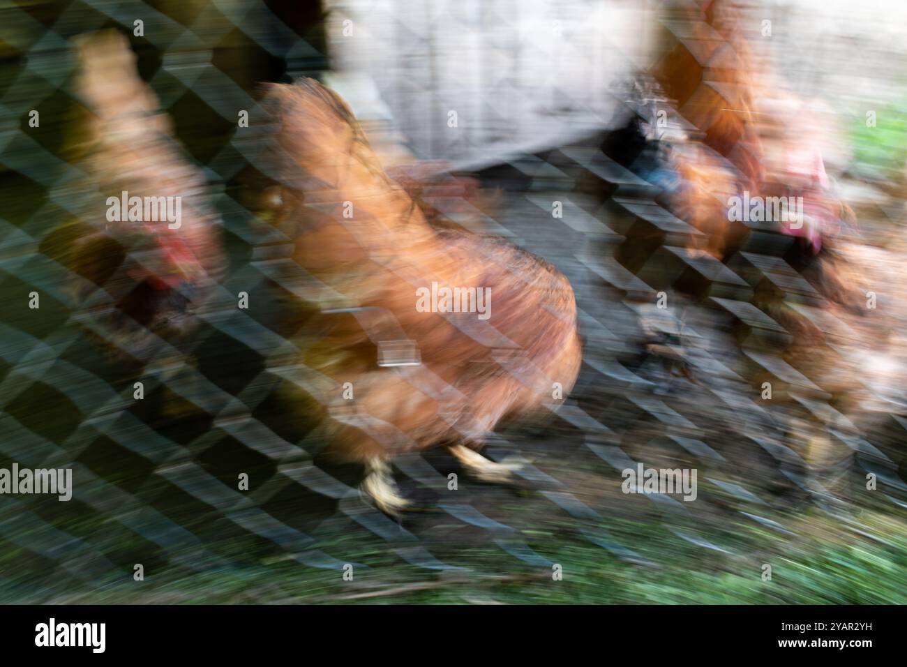 Vie de poule dans le stylo de poulet, flou de mouvement intentionnel Banque D'Images