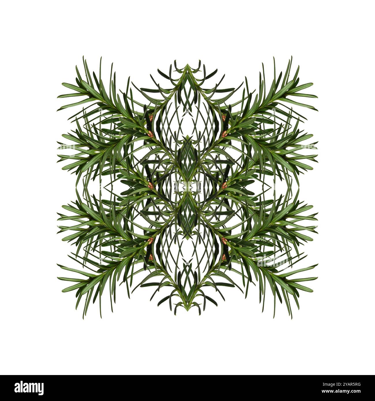 Composition géométrique abstraite des branches de conifères. Motif géométrique symétrique de Noël. Banque D'Images