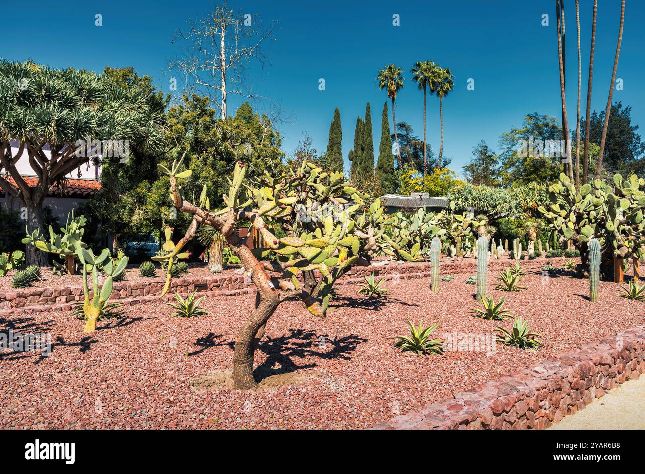 Parc public historique de Cactus Garden à Beverly Hills, Californie, États-Unis. Banque D'Images
