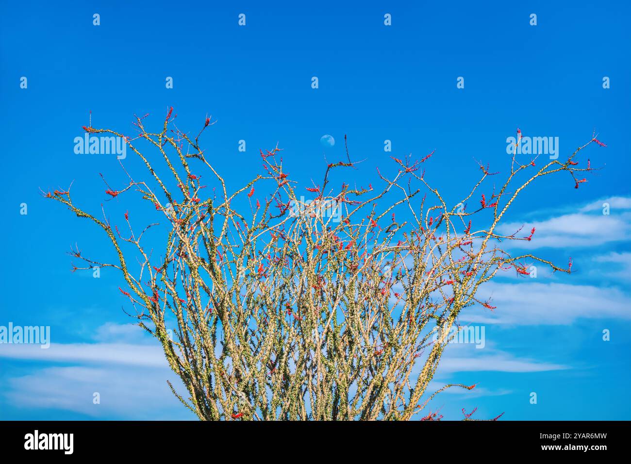 Ocotillo (Fouquieria splendens) en fleurs dans le parc national de Joshua Tree Banque D'Images