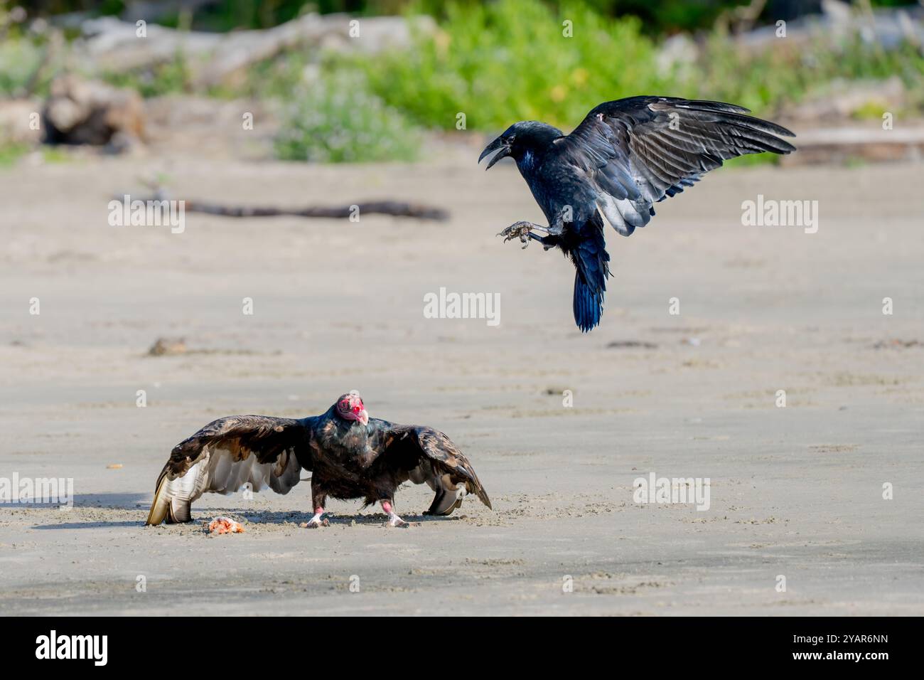 Un vautour de dinde (Cathartes aura) défend sa découverte d'un corbeau commun (Corvus corax) sur la plage de Waldport, Oregon, États-Unis Banque D'Images