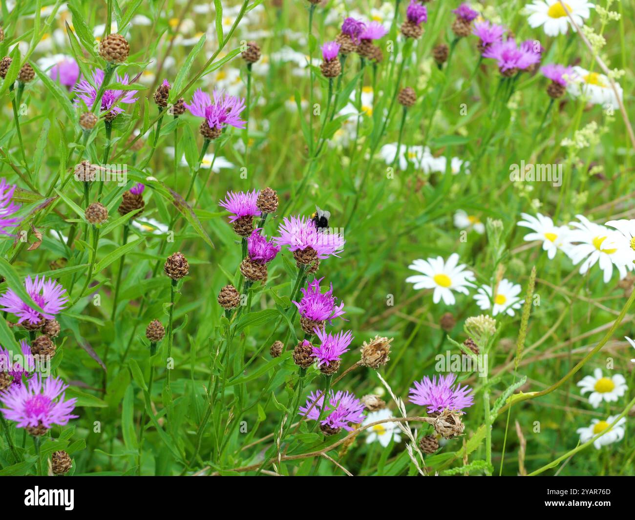 Photo d'un bleuet de prairie pollinisé par les abeilles et les bourdons, ses pétales roses éclatants en font un sujet magnifique pour la photographie de la nature. Banque D'Images