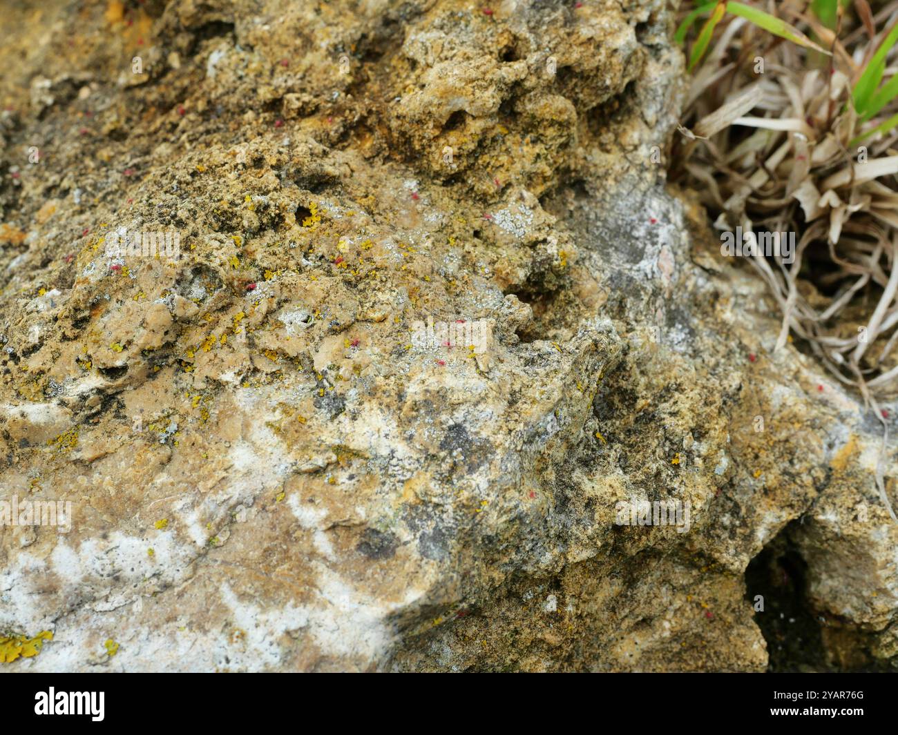 Un calcaire naturel à la surface accidentée fournit un habitat à de nombreux coléoptères et insectes. Soutien diversifié des écosystèmes dans la nature. Banque D'Images