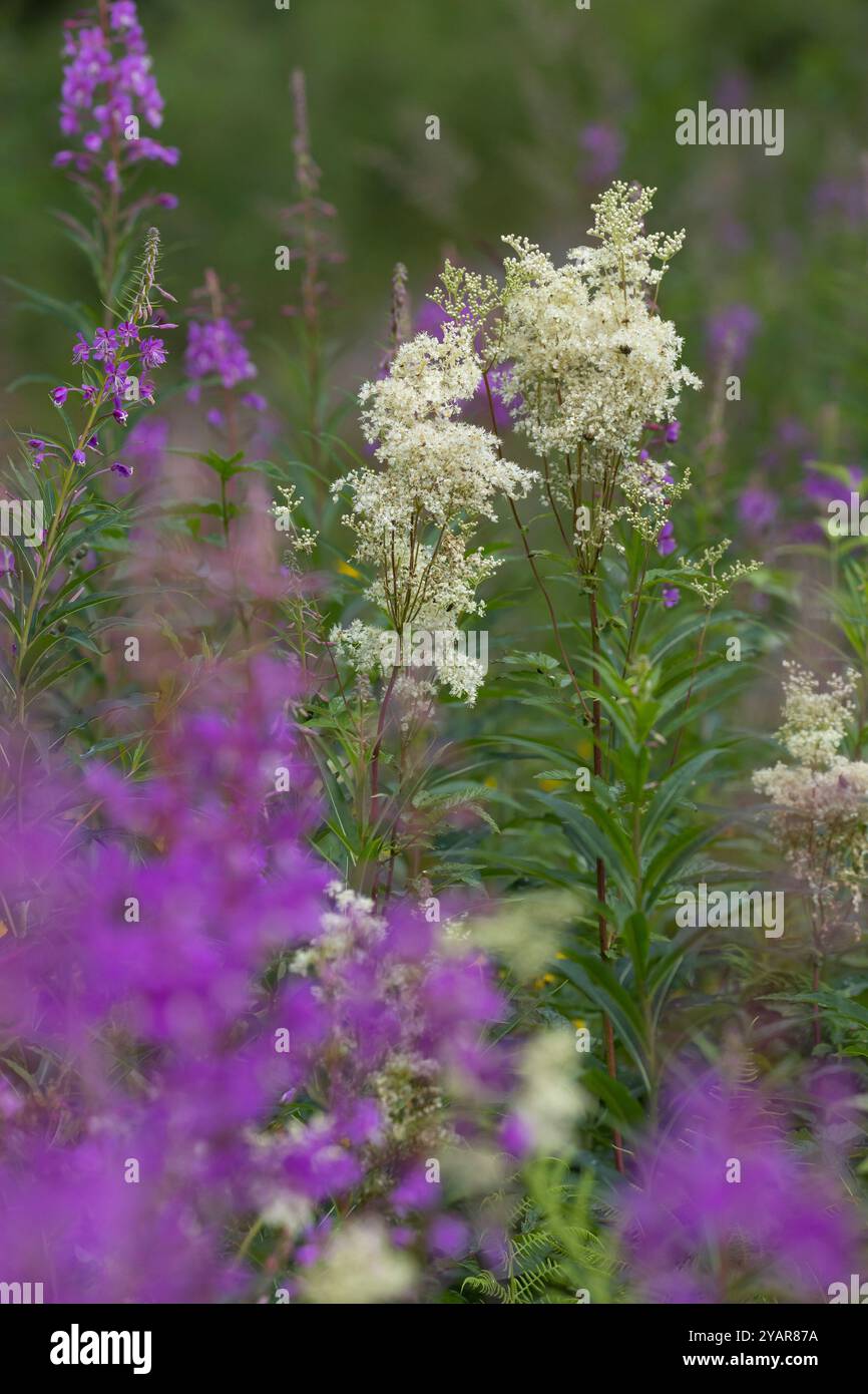 Echtes Mädesüß Mädesüß Mädesüss,,, Filipendula ulmaria, Meadow Sweet, Quenn du pré, Reine des prés Banque D'Images