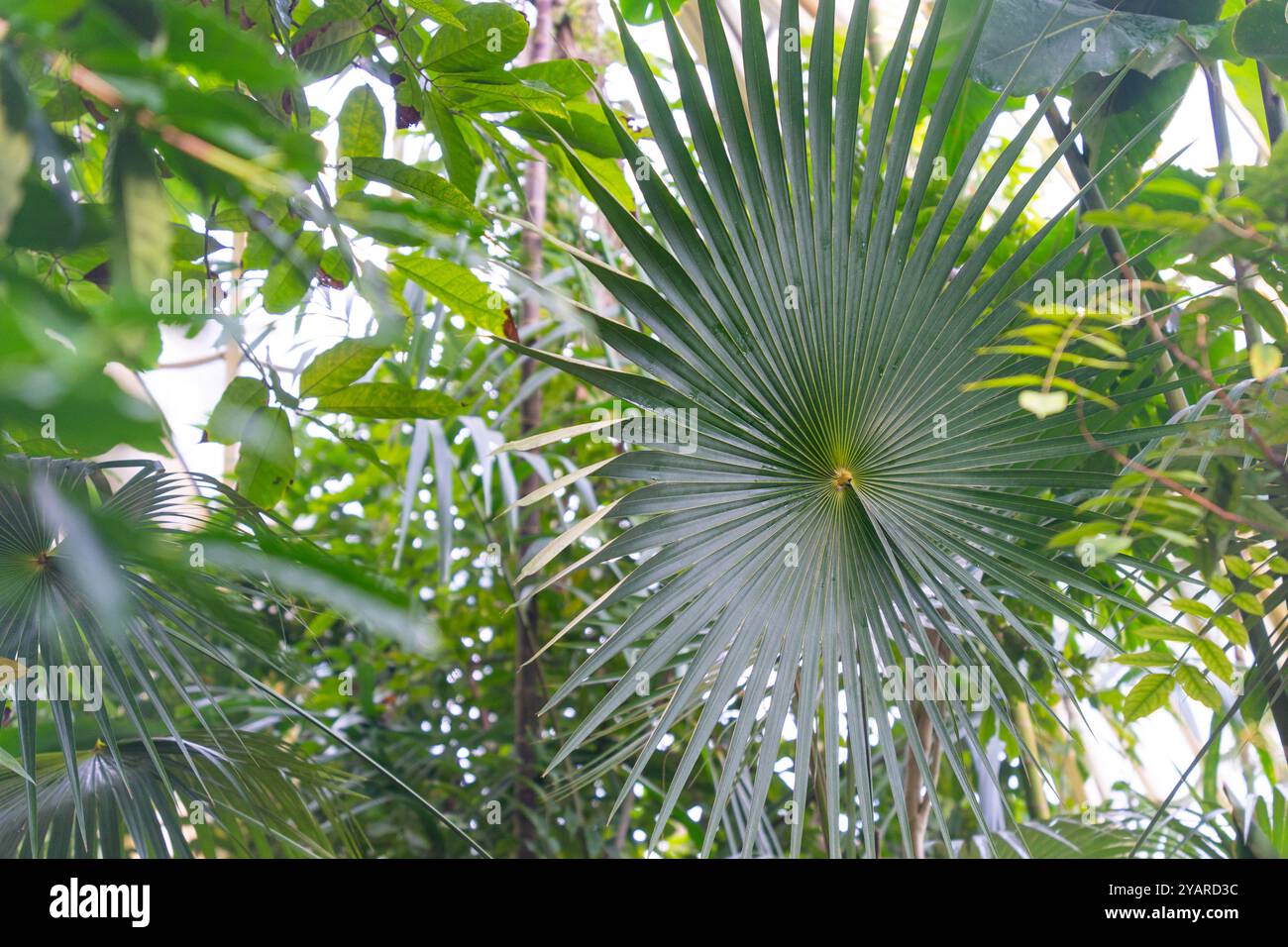 Feuille de palmier dans un feuillage tropical dense Banque D'Images