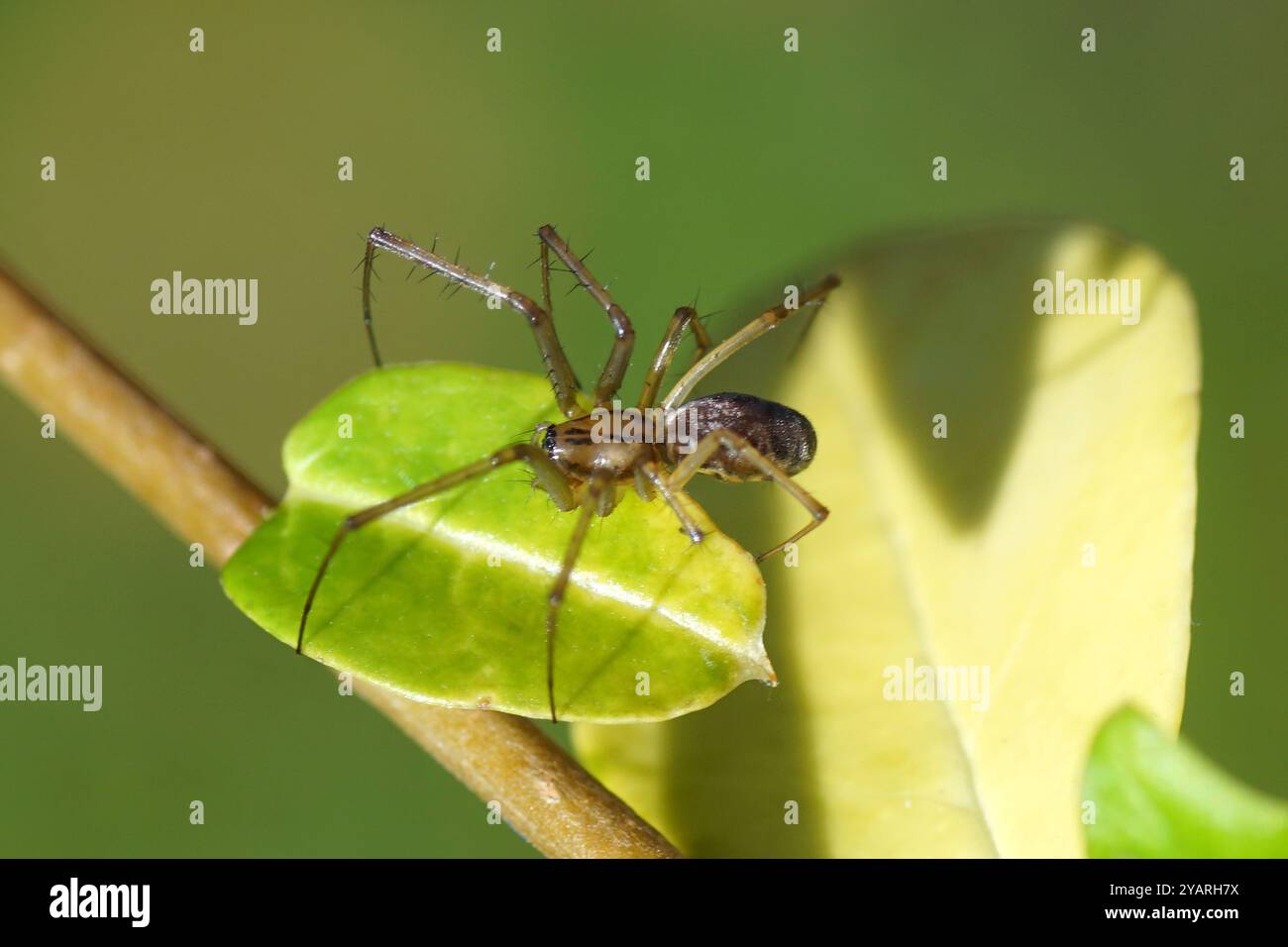 Araignée à argent mâle, araignée européenne de hamac, araignée à toile (Linyphia triangularis) de la famille des Linyphiidae en privé de jardin. Automne, octobre, Neth Banque D'Images