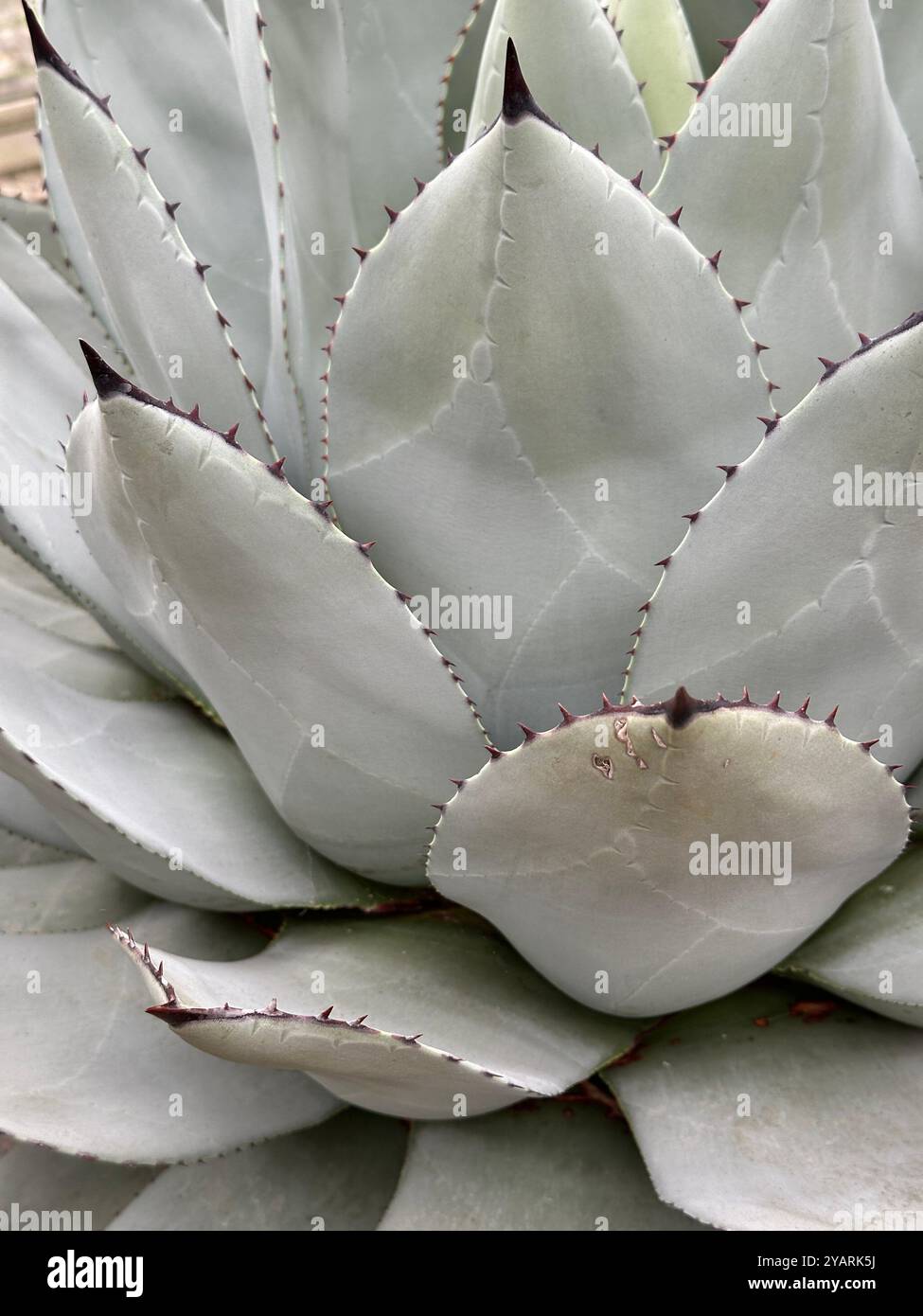 Vue abstraite en gros plan de la plante succulente d'agave de Parry Banque D'Images