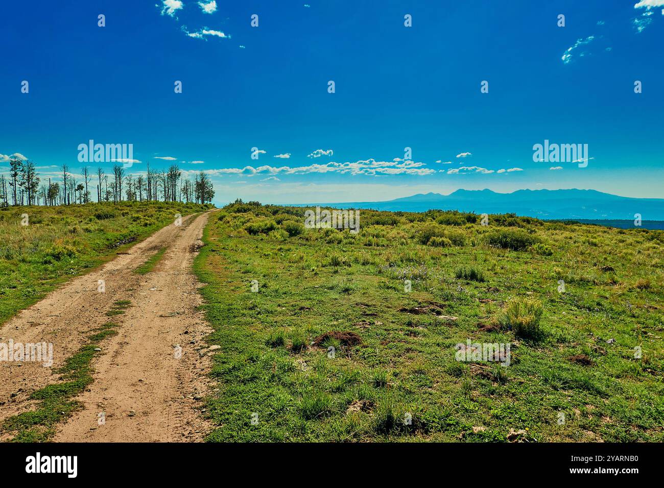 Route à quatre roues dans la forêt nationale d'Uncompahgre avec les montagnes de la Sal en arrière-plan. Banque D'Images