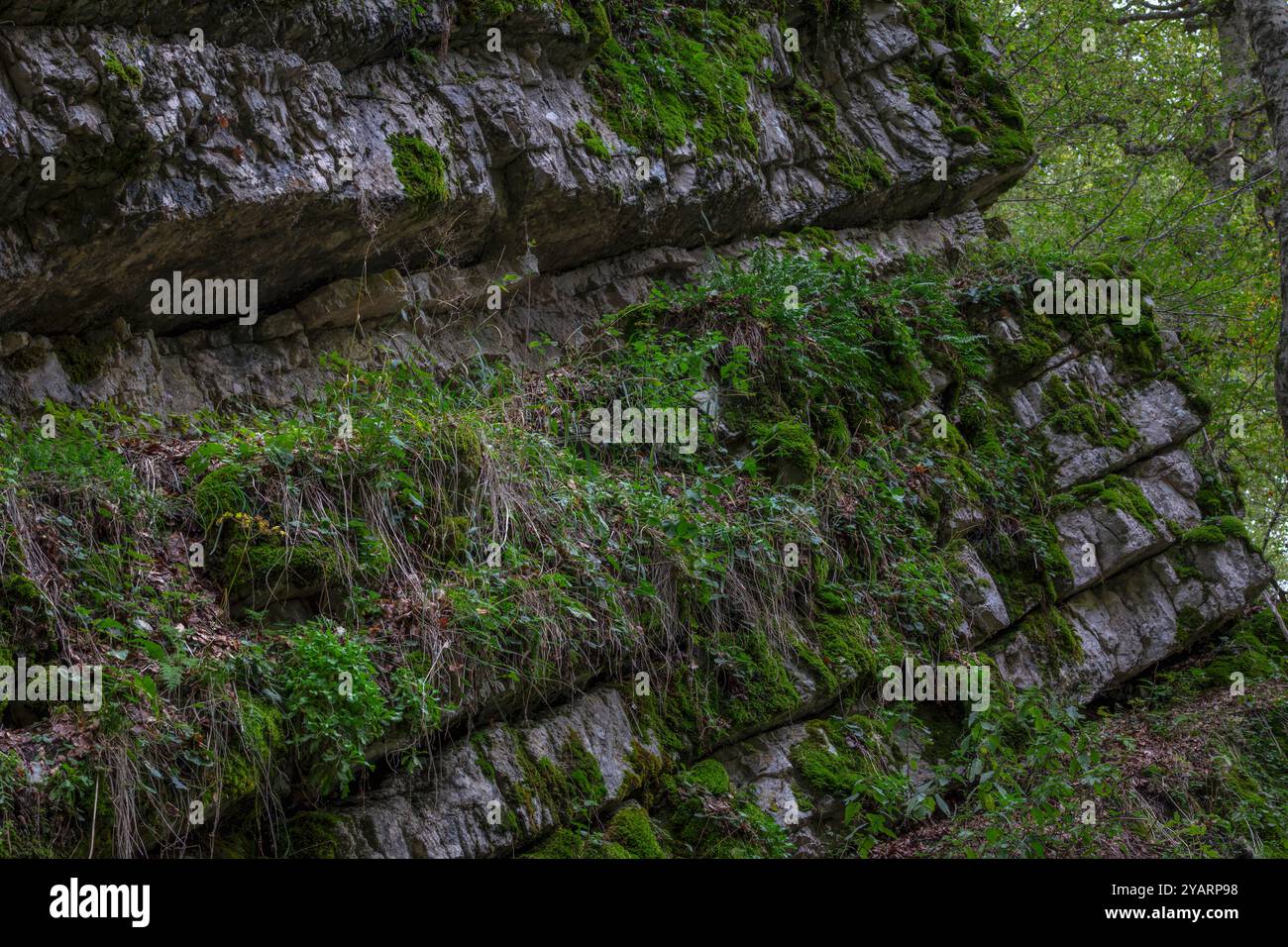 Formation rocheuse à l'intérieur d'une forêt. Roches stratifiées en dalles qui se chevauchent. Matières premières. Banque D'Images