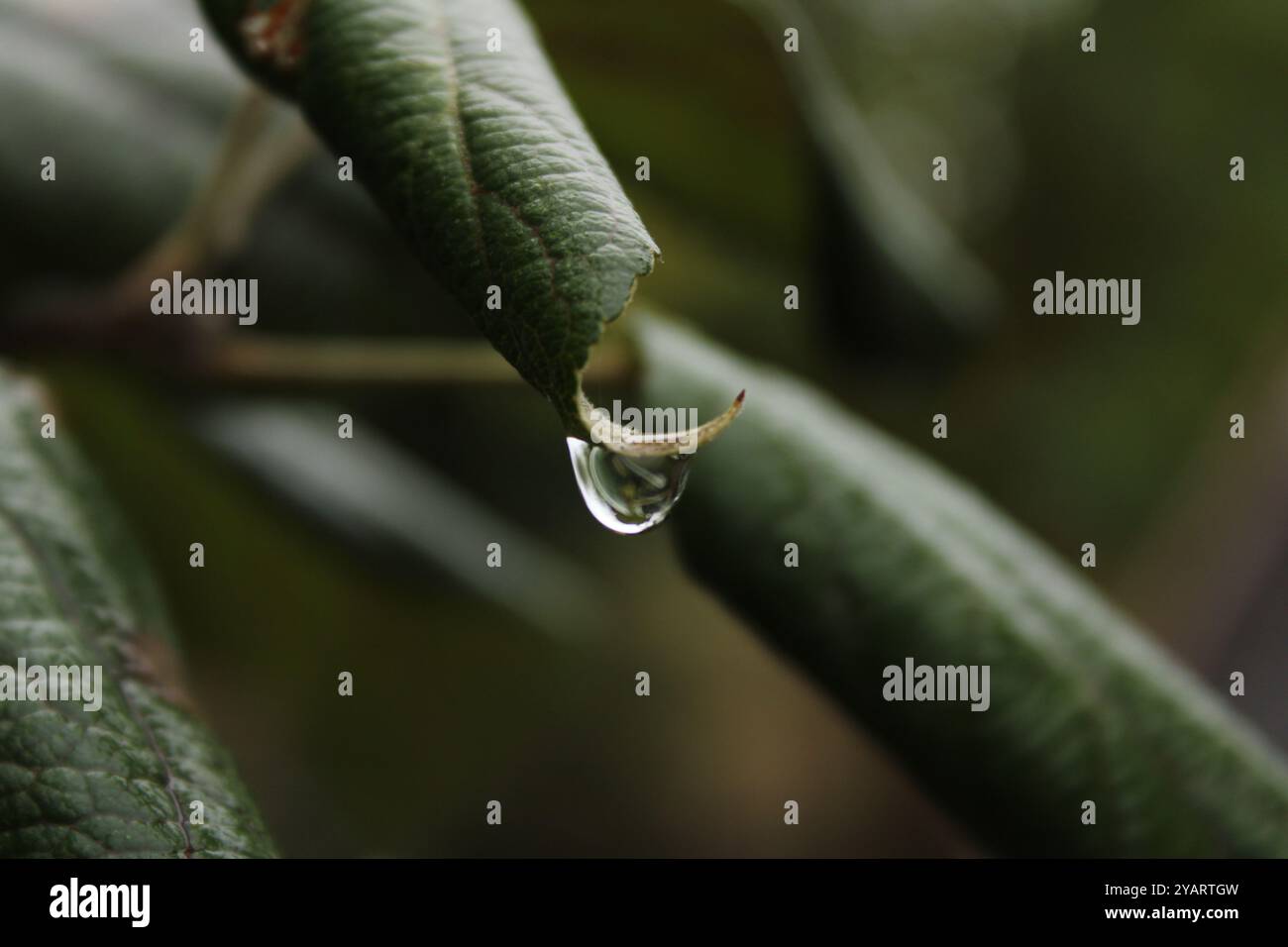 Une goutte d'eau sur le point de tomber d'une feuille ressemble à un minuscule diamant naturel, chatoyant dans la lumière. Banque D'Images