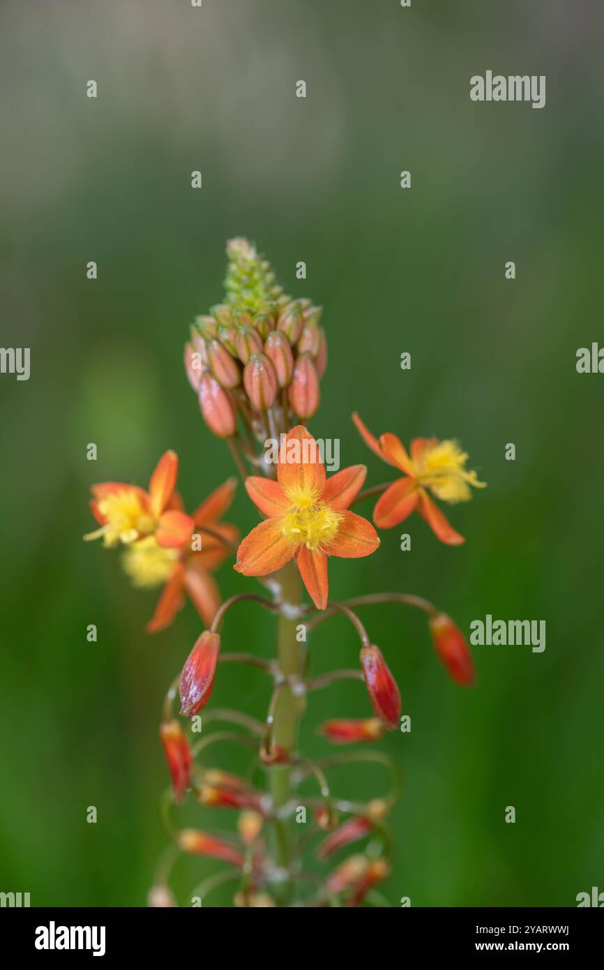 Gros plan des fleurs de bulbine (bulbine frutescens) en fleurs Banque D'Images