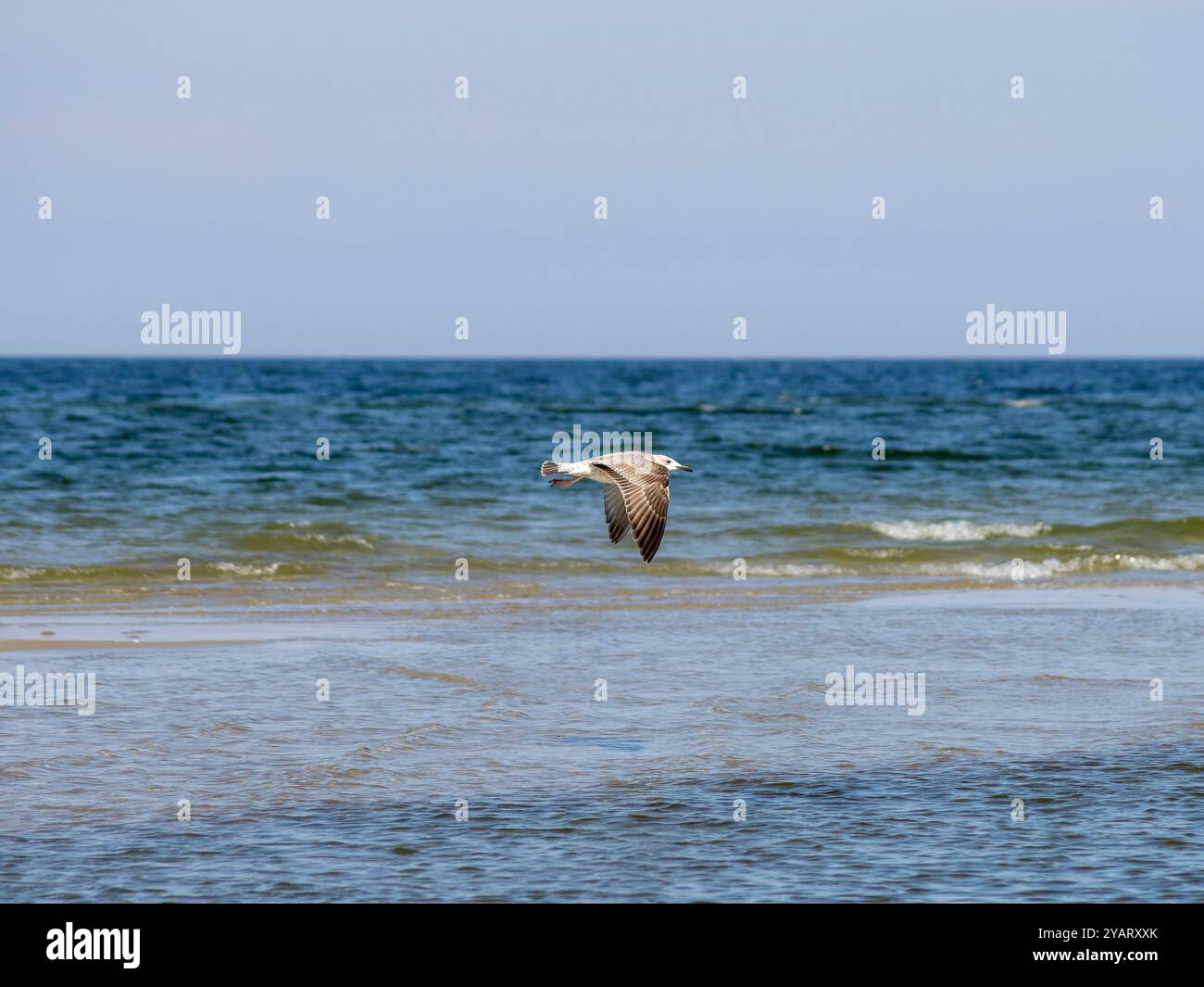 Vol dynamique d'une mouette au-dessus de la surface de l'eau, sur fond de vagues de la mer Baltique. Eau bleue et ciel bleu. Ensoleillé. Banque D'Images