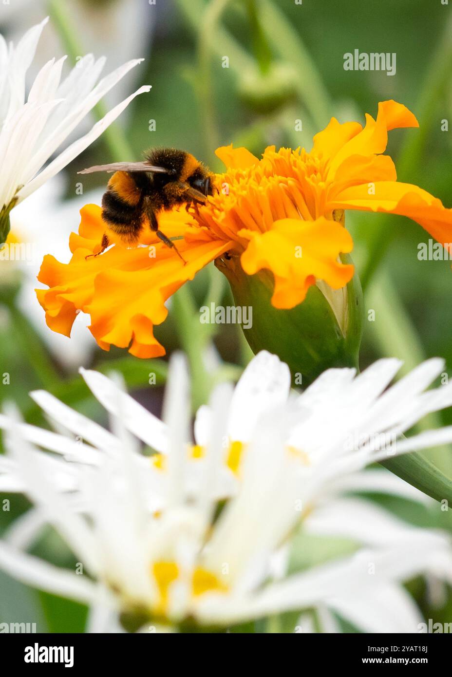 Gros plan d'un bourdon recueillant le nectar d'une fleur de souci orange vif, entouré de fleurs blanches, sur fond vert flou Banque D'Images