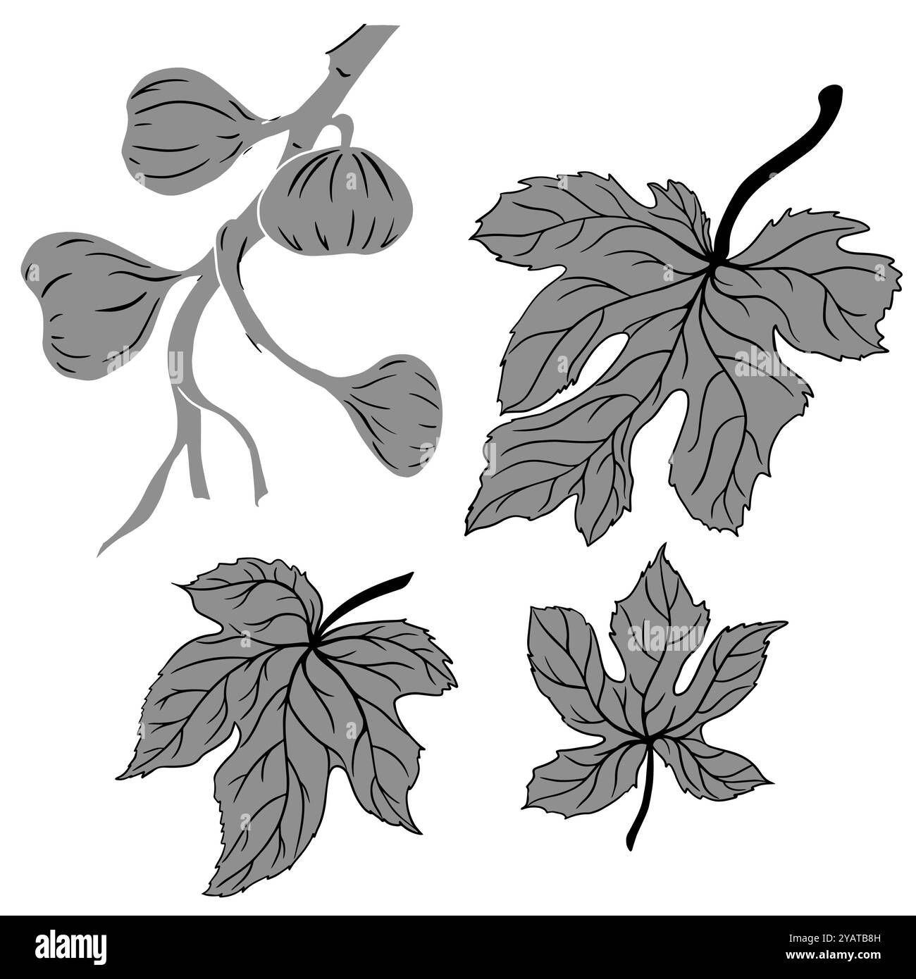 Feuilles de figue et fruits sur une branche sur un fond blanc Illustration de Vecteur Feuilles de figue et fruits sur une branche sur un fond blanc Illustration de Vecteur