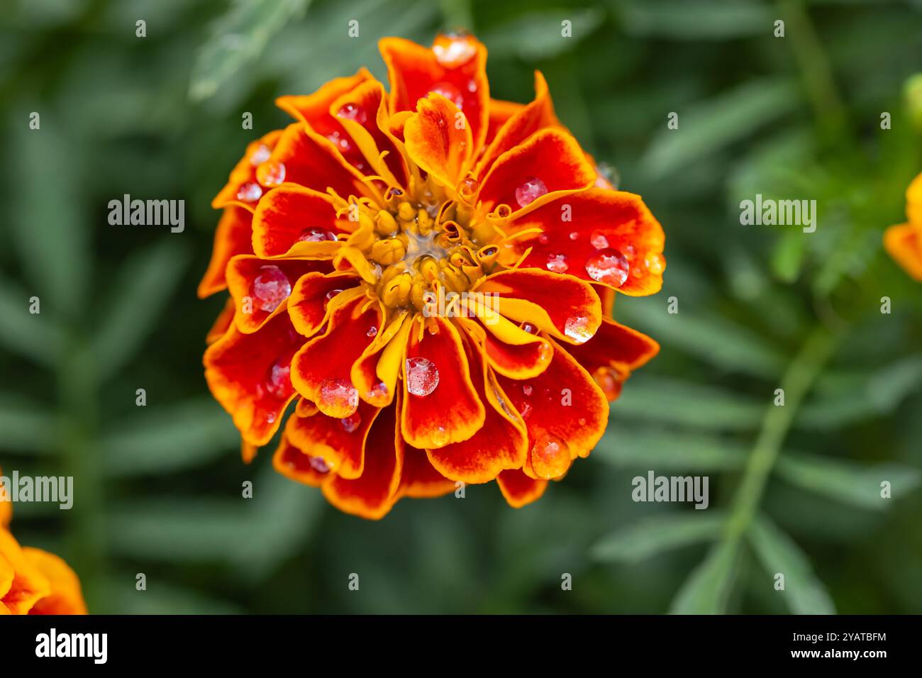 Gros plan de fleurs de souci orange et jaune éclatantes avec des gouttes de rosée sur les pétales dans le jardin. Concept de beauté naturelle et de fleurs colorées Banque D'Images