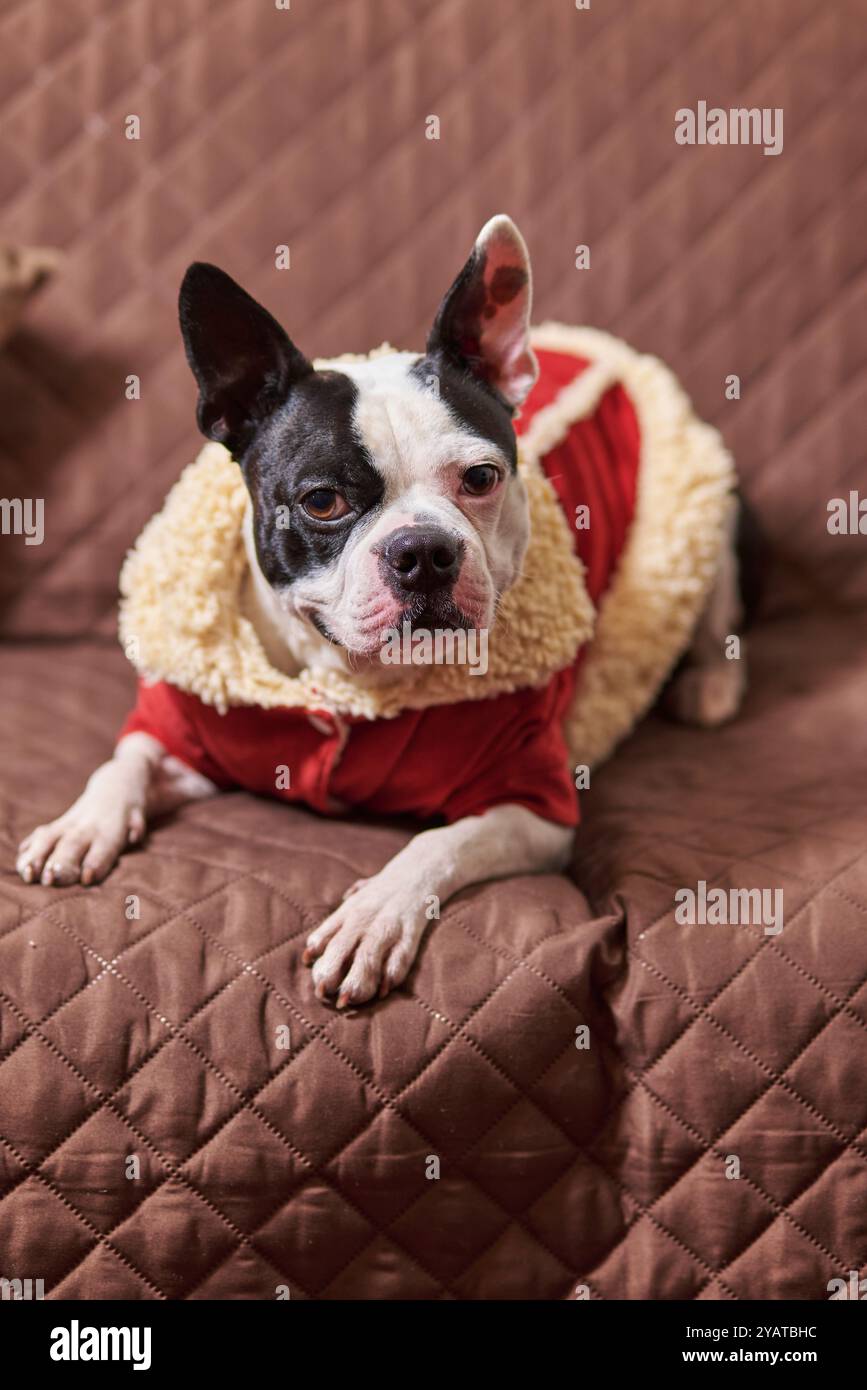 Boston Terrier, una mascota que viste un abrigo estilo Papá Noel color brojo con aplicaciones de lana para el frío intenso Banque D'Images