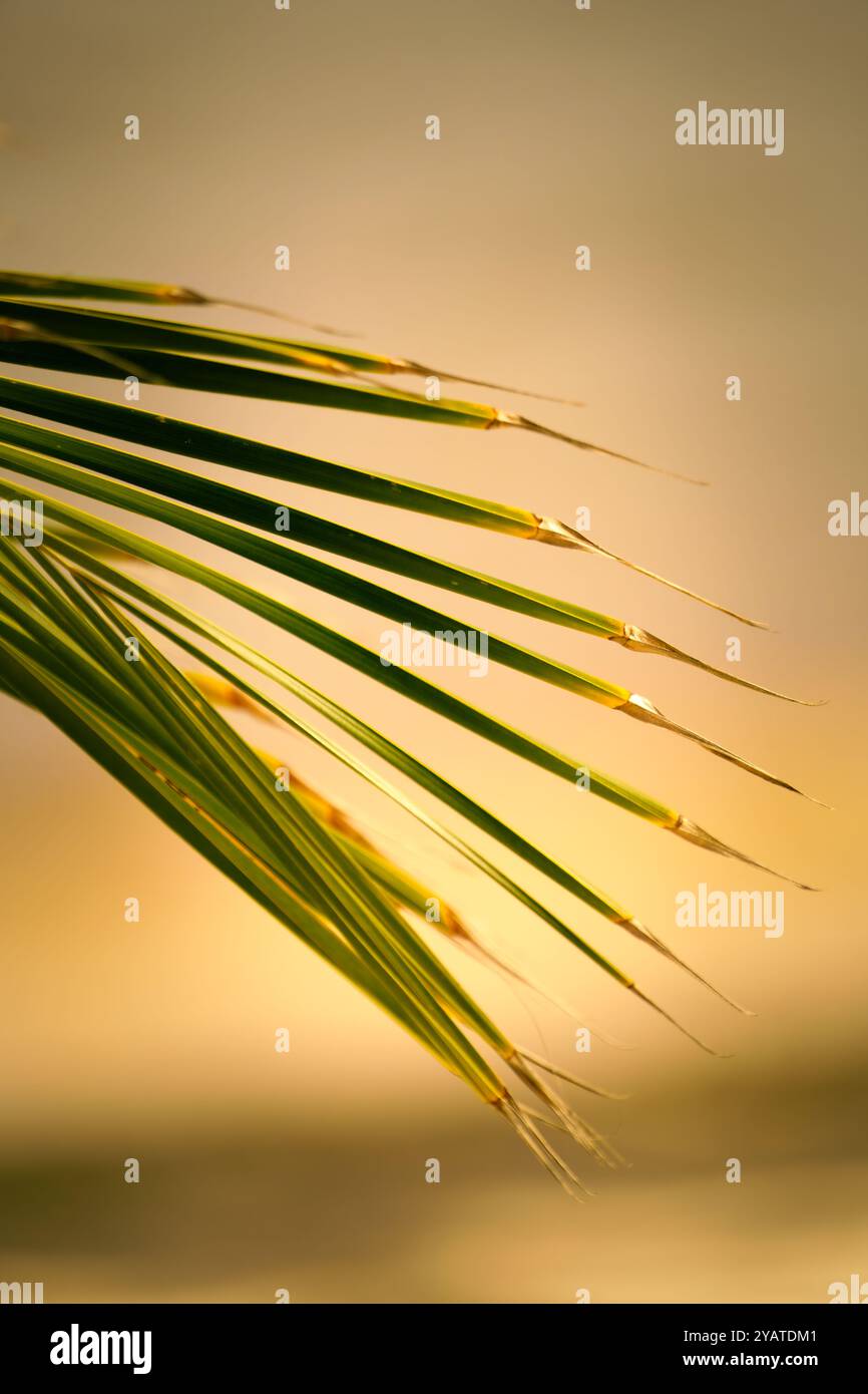 Feuille de noix de coco sur la plage Banque D'Images