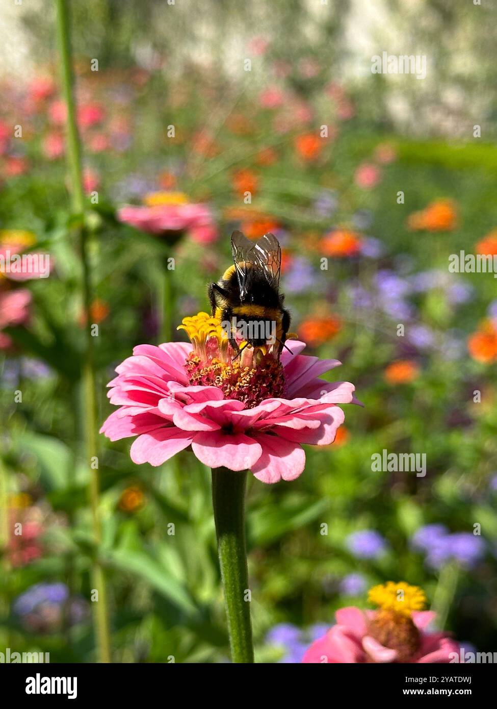 Bourdon mangeant du nectar sur une fleur rose pâle Banque D'Images