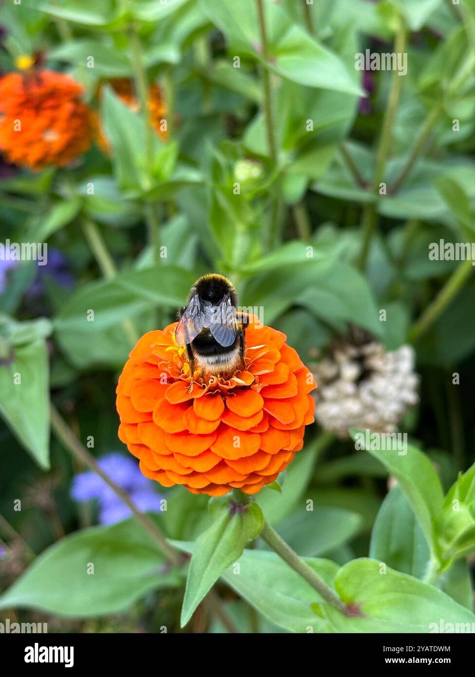 Bourdon sur fleur d'oranger dans un jardin Banque D'Images