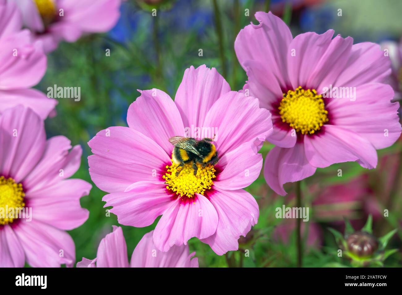 Bourdon sur une fleur de cosmos rose en été Banque D'Images