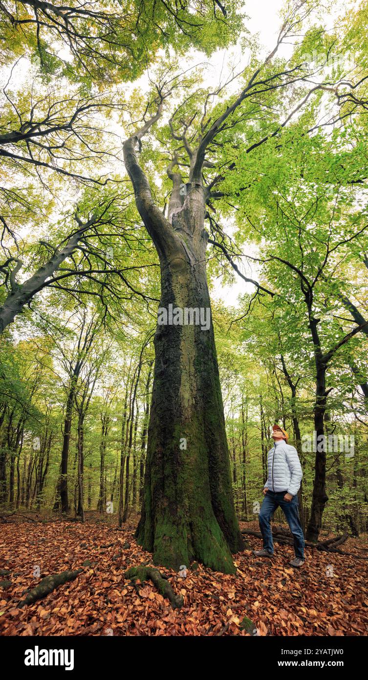 Homme amoureux de la nature regardant vers le haut de la canopée d'un vieux hêtre haut dans une forêt pittoresque au début de l'automne Banque D'Images