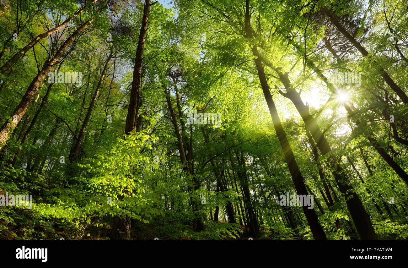 Paysage majestueux avec le soleil et les rayons lumineux dans une forêt de hêtres verts en été. Paysage magnifique avec des couleurs fraîches et une atmosphère élévatrice Banque D'Images