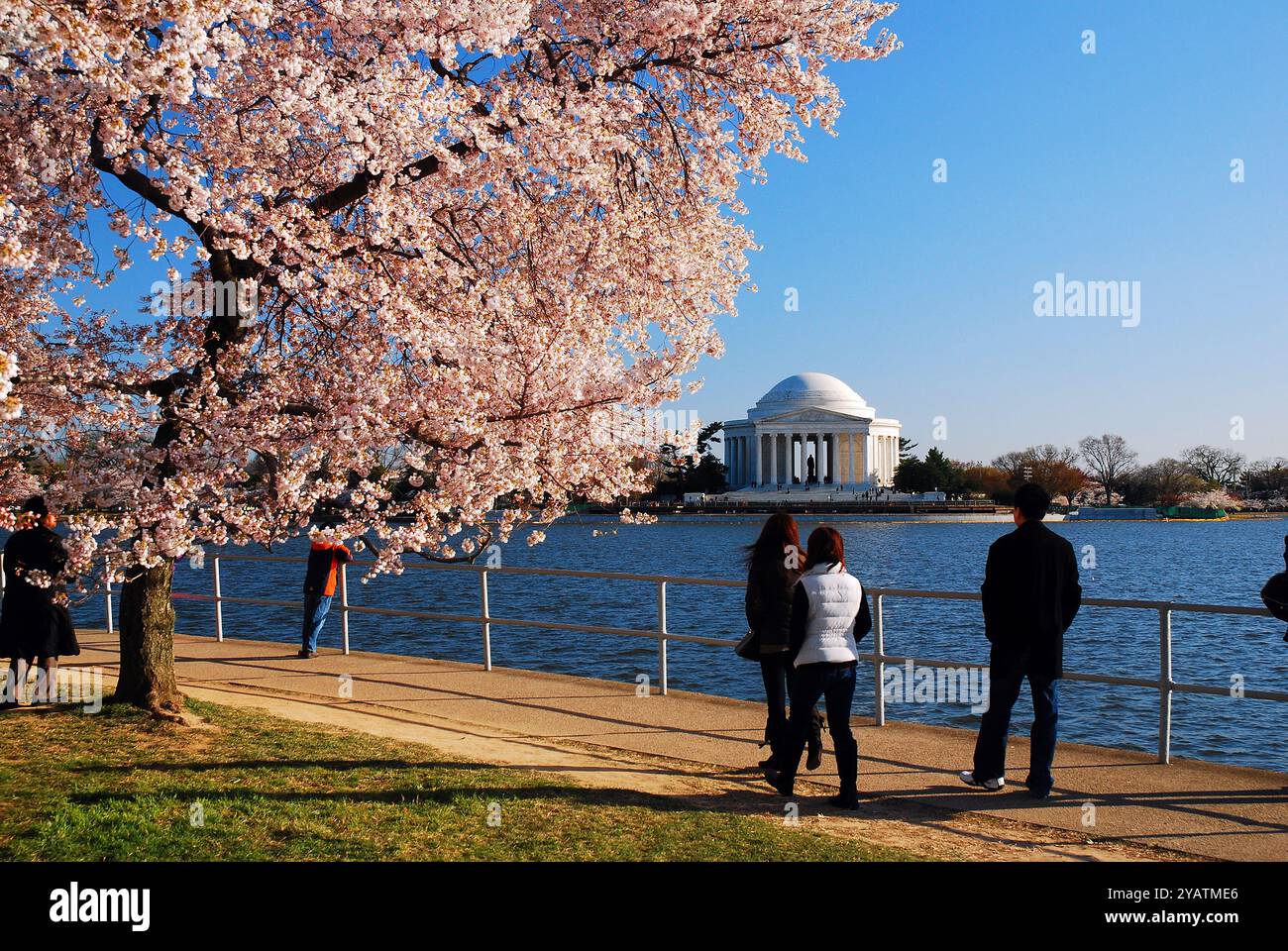 Les amis profitent d'une journée de printemps ensoleillée à pied parmi les cerisiers en fleurs de Washington DC Banque D'Images