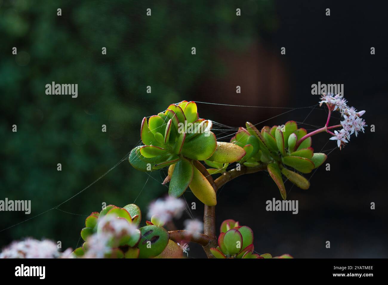 Succulent avec des fleurs et des toiles d'araignée Banque D'Images