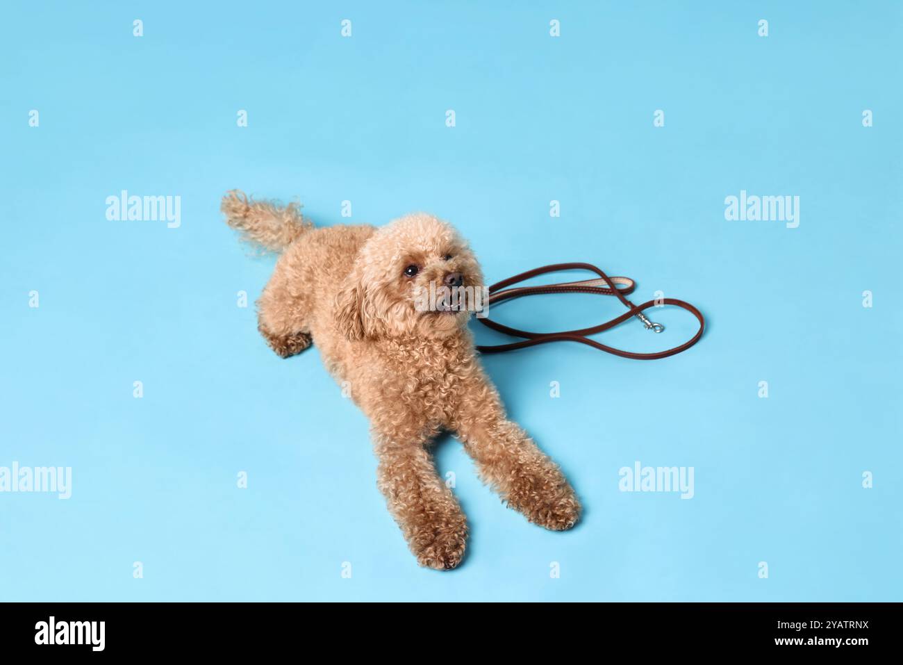 Marcher avec le chien. Mignon Maltipoo avec laisse sur fond bleu clair Banque D'Images