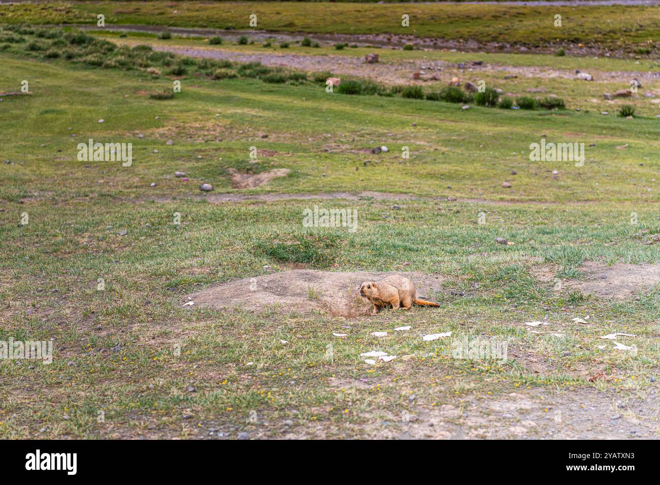 Mammouths himalayens le long du chemin de la kora autour du mont sacré Kailash, Tibet, espace de copie pour le texte Banque D'Images