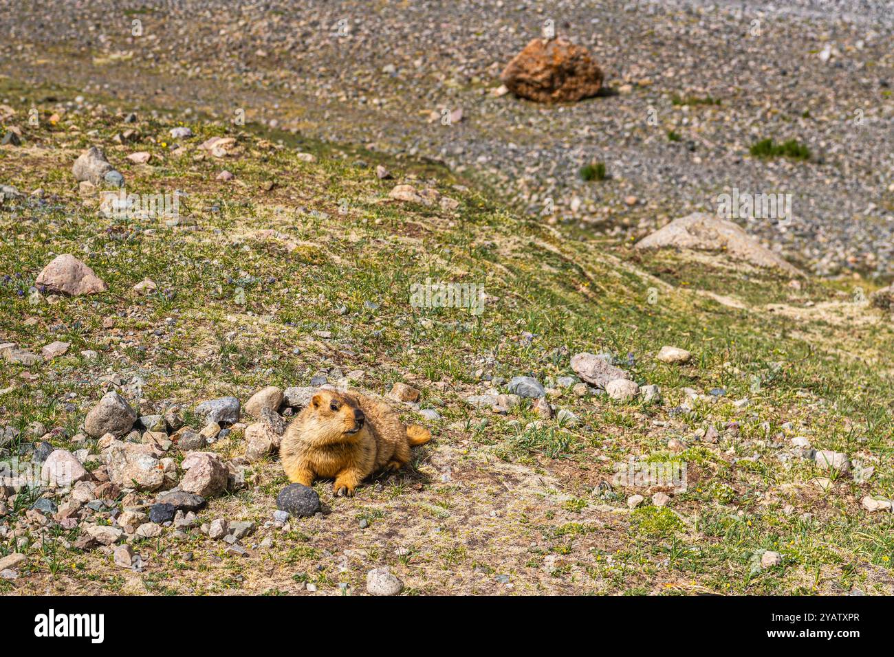 Mammouths de l'Himalaya pendant le rituel kora (yatra) autour du mont sacré Kailash. Paysage Ngari dans l'ouest du Tibet. Banque D'Images