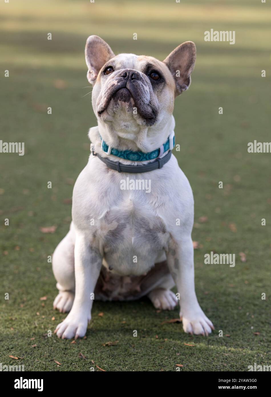 Blanc et Tan pied Frenchie Female assis et regardant vers le haut. Parc pour chiens sans laisse en Californie du Nord. Banque D'Images