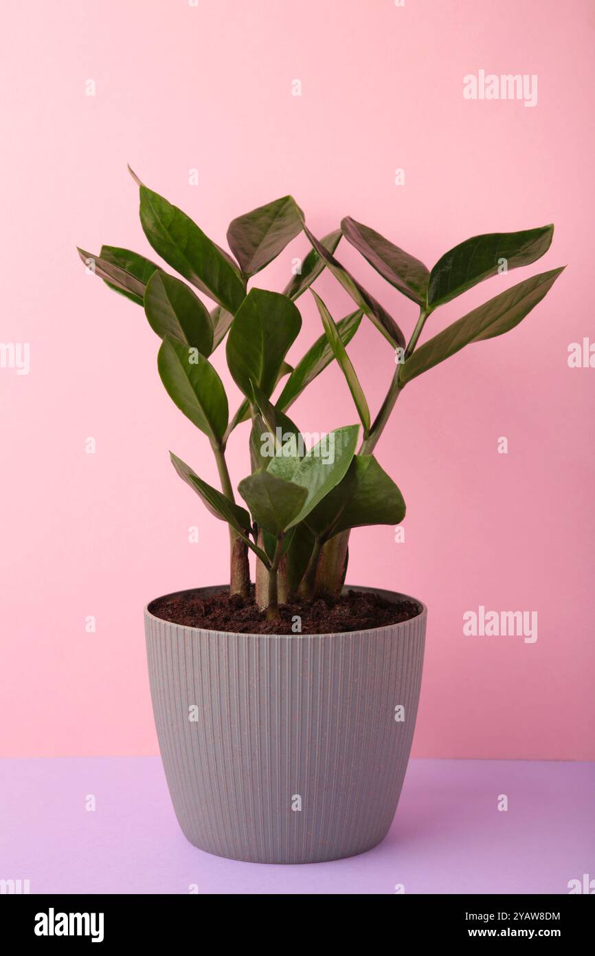 Plante à la maison Zamioculcas, également connu sous le nom de gemme Zanzibar dans l'intérieur de la maison. Photo verticale Banque D'Images