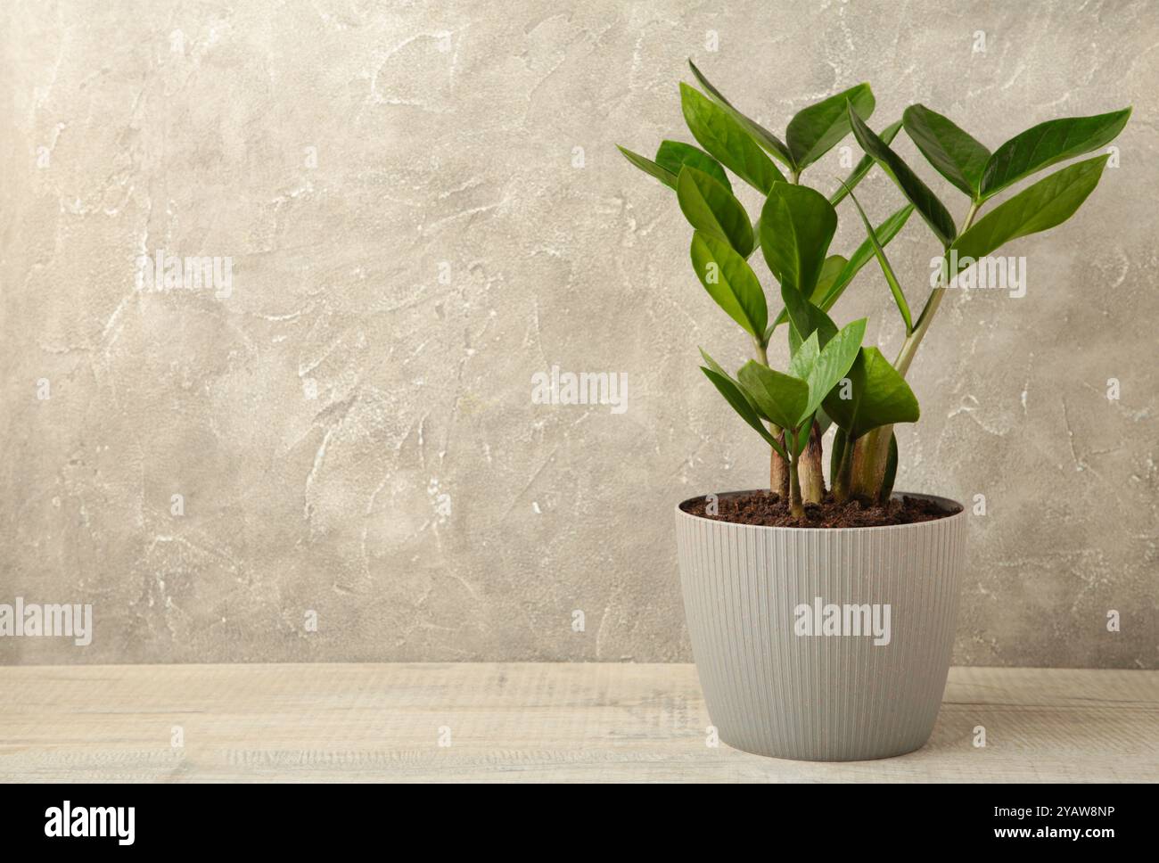 Plante maison Zamioculcas sur gris, également connu sous le nom de gemme Zanzibar dans l'intérieur de la maison. Espace pour le texte Banque D'Images