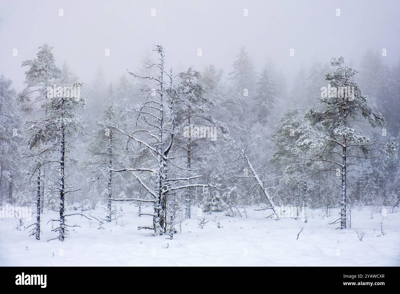 Forêt de pins d'hiver sur une tourbière enneigée Banque D'Images
