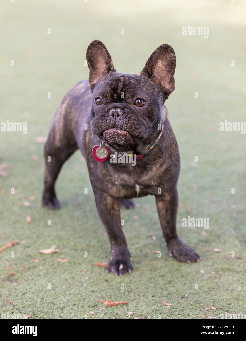 Expressif bouledogue français Brindle isolé sur herbe. Parc pour chiens sans laisse en Californie du Nord. Banque D'Images