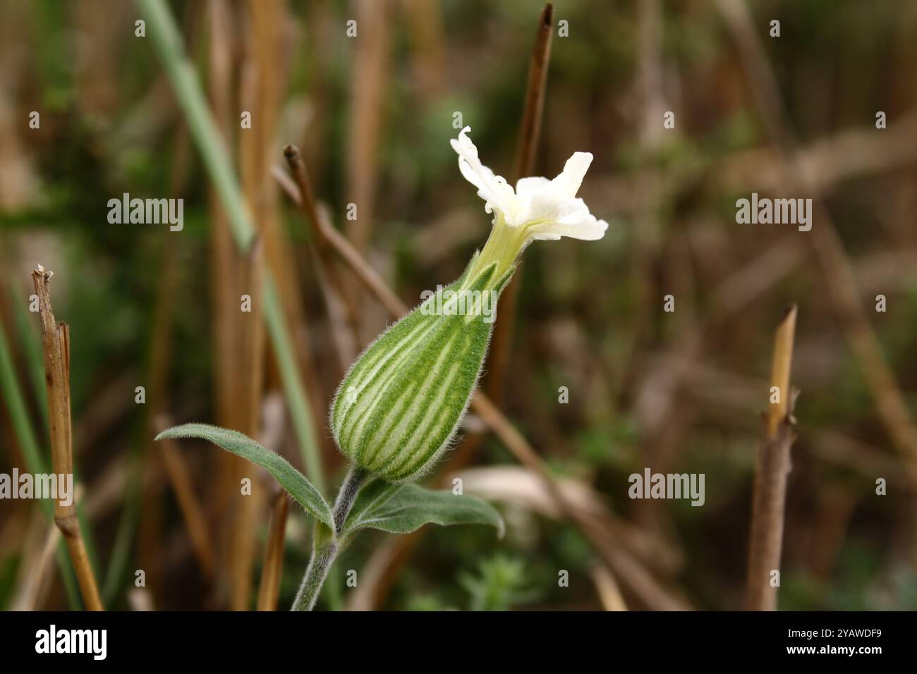 Une fleur blanche avec un beau bourgeon vert a des pétales délicats qui contrastent avec la couleur riche du bourgeon. Banque D'Images