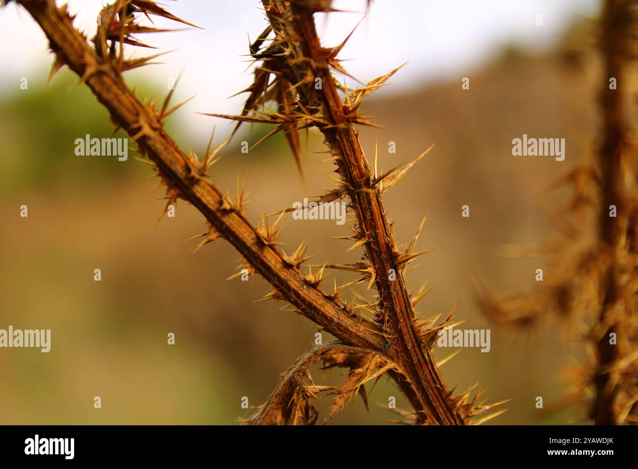 La tige d'une plante sèche avec des épines très pointues. Banque D'Images