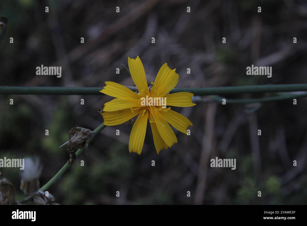 Une fleur jaune sur une tige mince impressionne par sa luminosité et sa couleur ensoleillée, attirant le regard dès le premier regard. Banque D'Images
