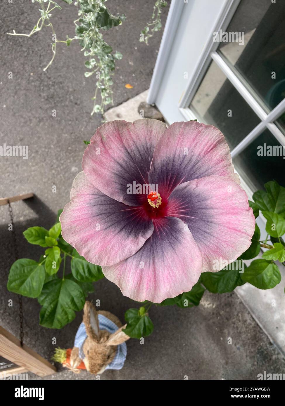 Fleur d'hibiscus pourpre - Image de stock capturée avec un smartphone