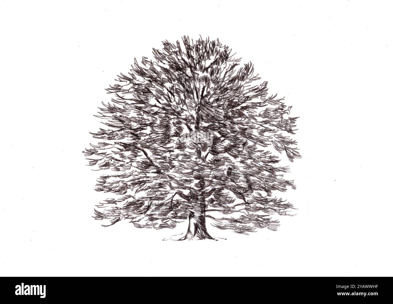 Illustration en noir et blanc d'un hêtre commun sur fond blanc. Banque D'Images