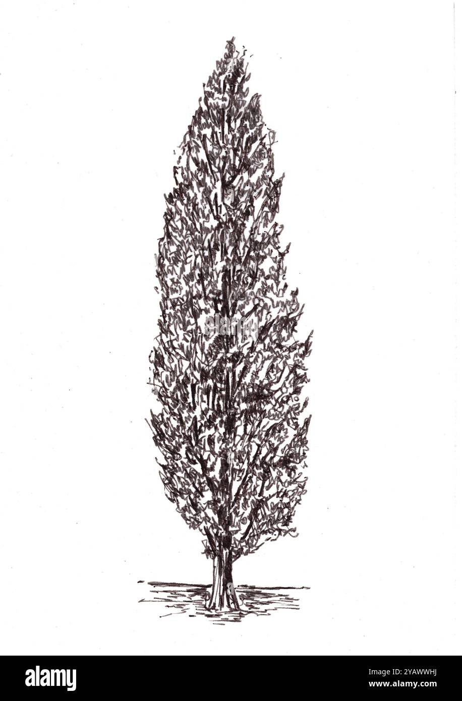 Illustration en noir et blanc d'un peuplier de Lombardie sur fond blanc. Banque D'Images