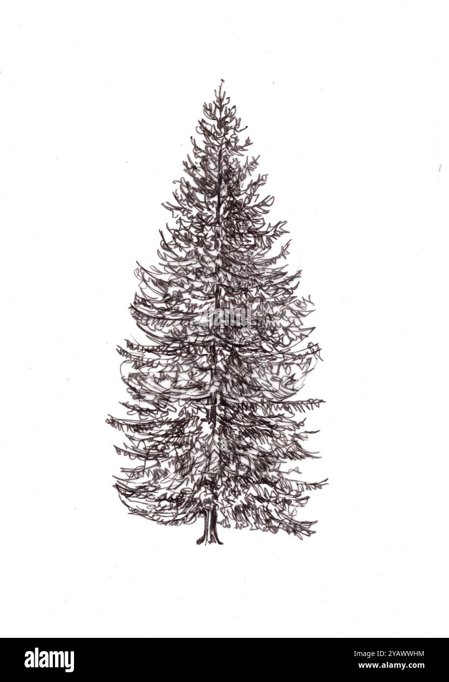 Illustration en noir et blanc d'un épinette norvégienne sur fond blanc. Banque D'Images