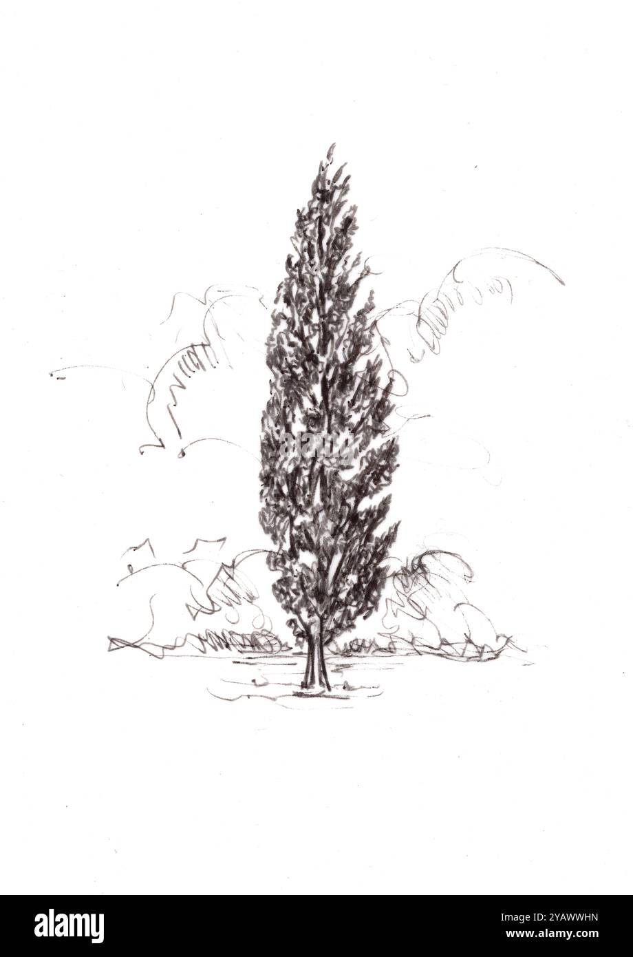 Illustration en noir et blanc d'un peuplier de Lombardie sur fond blanc. Banque D'Images