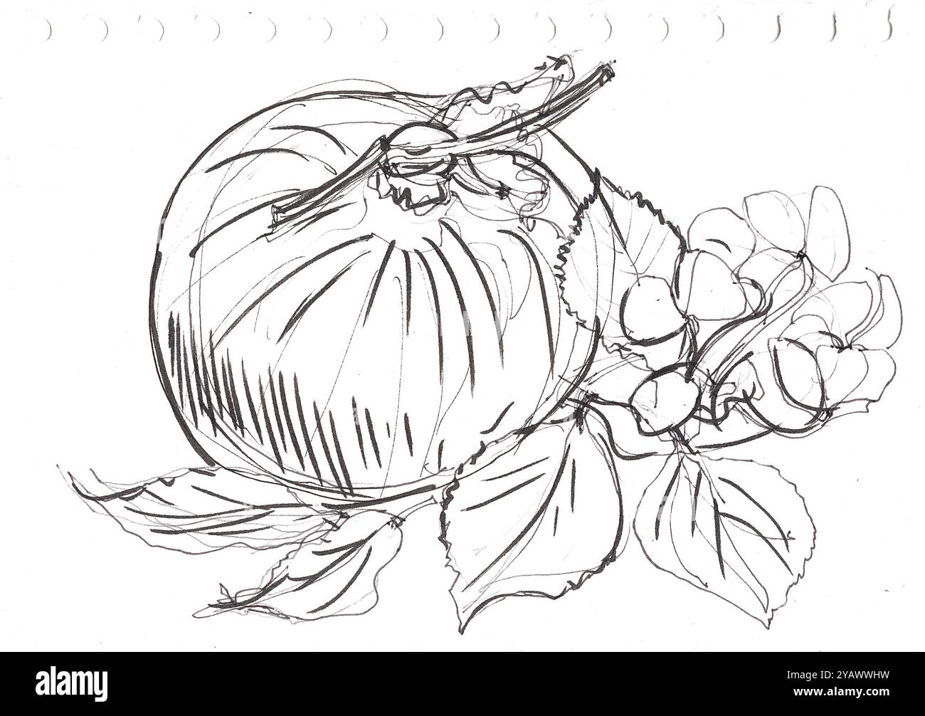 Croquis noir et blanc d'une courge avec des feuilles d'automne sur un fond blanc. Banque D'Images