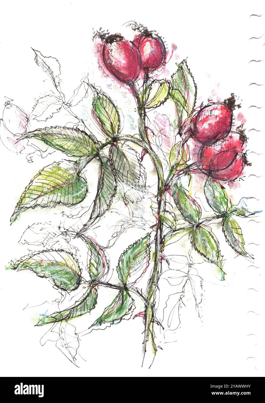 Croquis en couleur de hanches roses sur fond blanc. Banque D'Images