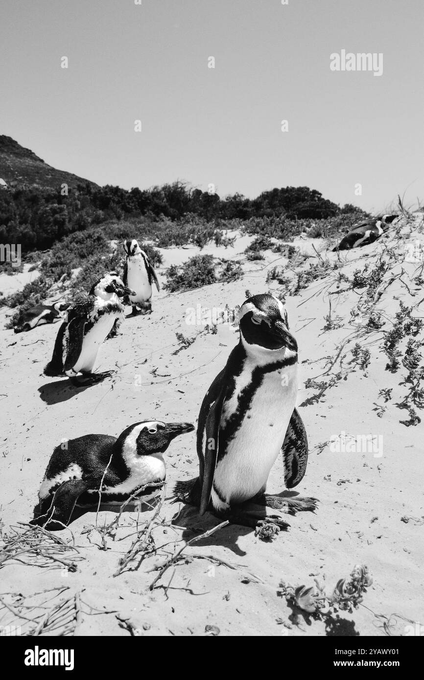Boulders Beach, le Cap, Afrique du Sud - pingouins africains sur la plage - nature - animaux Banque D'Images