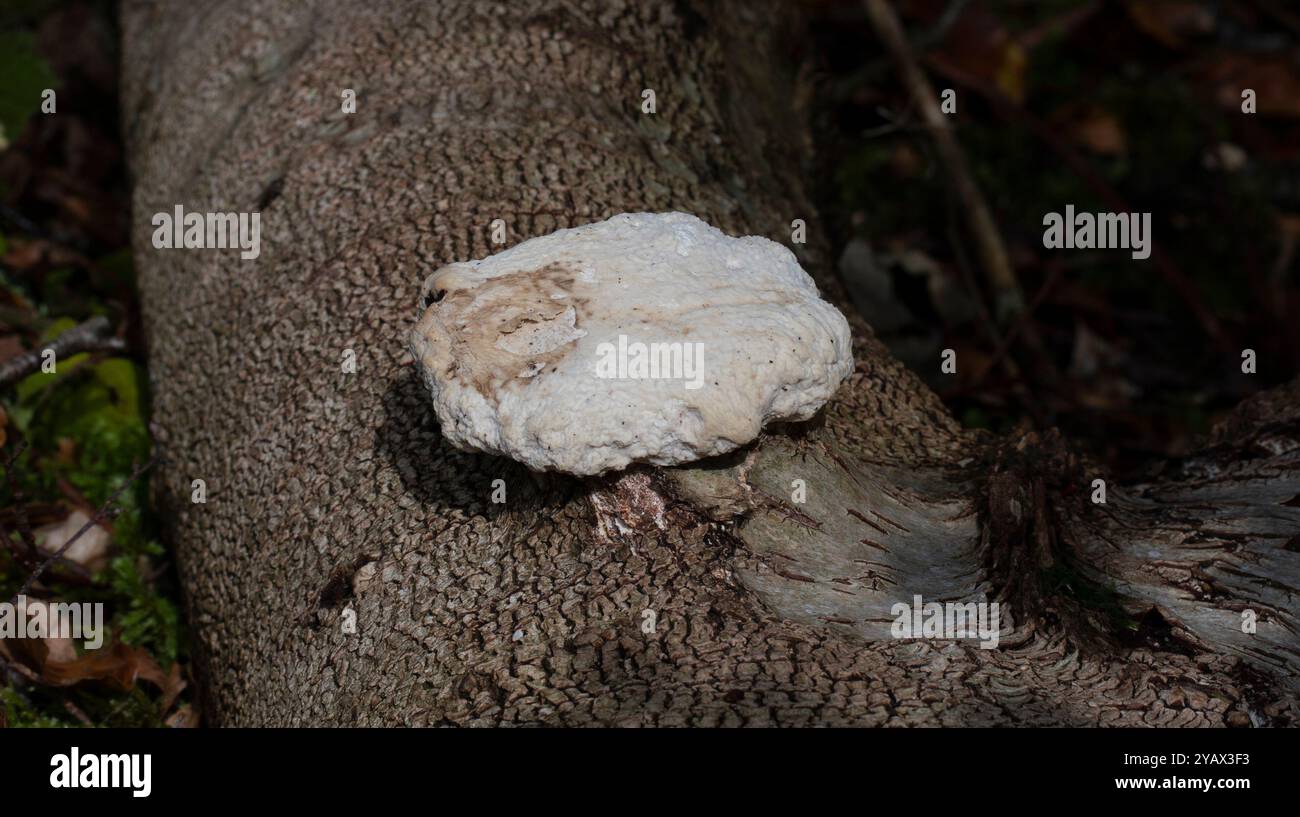 Crevette du champignon des bois - Entoloma abortivum Banque D'Images